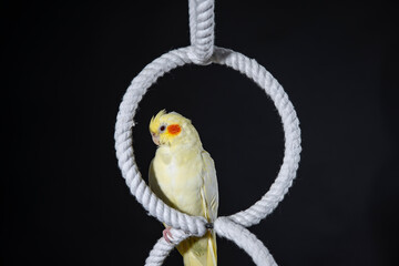 yellow cockatiel with orange cheeks sits on a white ring, on a black background