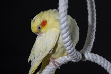 Yellow cockatiel with orange cheeks cleans feathers on a white ring, on a black background