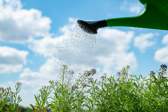 Watering flowers and plants from a watering can against the sky