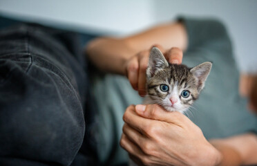 Cute funny multi-colored kitten in the hands of his female owner lying at home