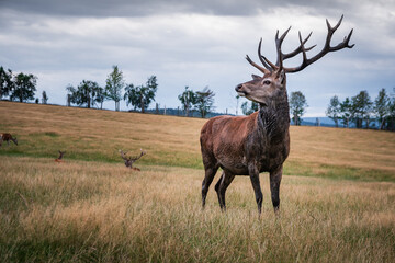 Stolzer Hirsch in der Brunft