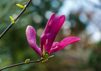 Large pink flower Magnolia Susan (Magnolia liliiflora x Magnolia stellata) against blurred green background. Beautiful blooming in spring garden. Selective focus. Place for your text.