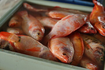 Close-up of fresh Red Snapper fish on traditional market