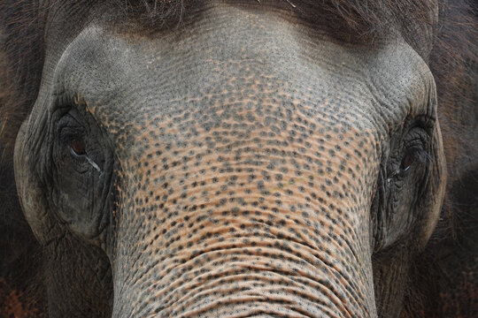 Close up Asian Elephant eyes
