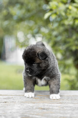 Monthly puppies of the American akita. American akita cute puppy outside in the sunlight. Cute small puppy