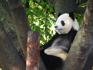 Fototapeta premium OLYMPUS DIGITAL CAMERA