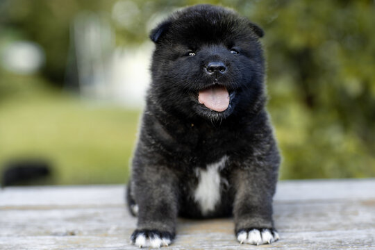 Monthly puppies of the American akita. American akita cute puppy outside in the sunlight. Cute small puppy