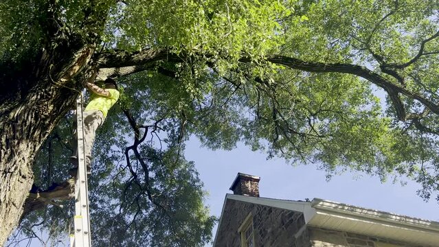 A workman stands at the top of a tall ladder leaning against a big tree sawing a dead branch hanging over an old stone house. The tree is old and gnarled with green leaves with blue sky beyond. 