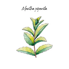 Medicinal plants and herbs. 
Watercolor botanical illustration. Watercolor sketching.