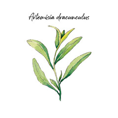 Medicinal plants and herbs. 
Watercolor botanical illustration. Watercolor sketching.