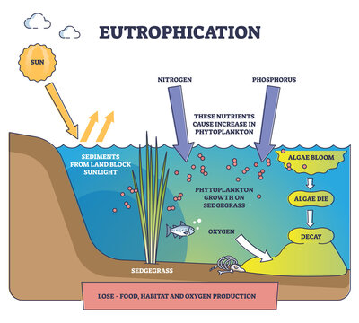 Eutrophication process explanation and water pollution stages outline diagram. Labeled educational freshwater ecosystem contamination with nitrogen, phosphorus and algae bloom vector illustration.