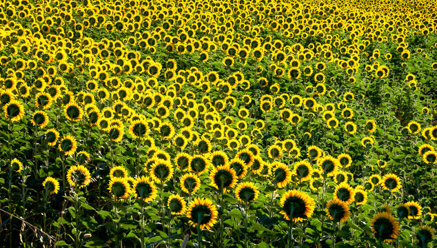 Backlit sunflowers field