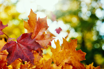 Autumn background. Colorful maple leaves with sun light, close up
