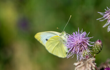 Lemon Butterfly on thistle flower