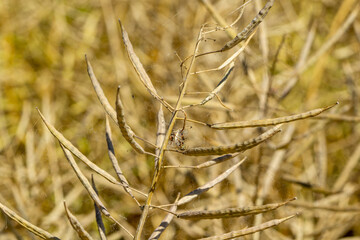 Fototapeta premium ripe canola in a field