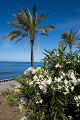 palm trees on the beach of madeira