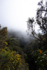 Obraz na płótnie Canvas misty morning in the forest of madeira