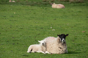 Peak District sheep and lamb lying in open moorland 
