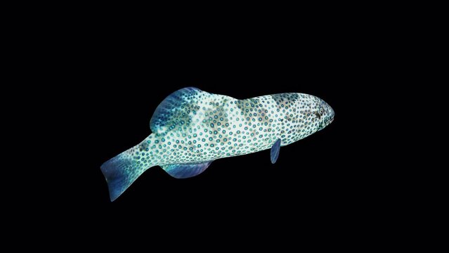 Coral Grouper Fish Back View – Plectropomus Pessuliferus, Animation.3840×2160.06 Second Long.Transparent Alpha video.LOOP.