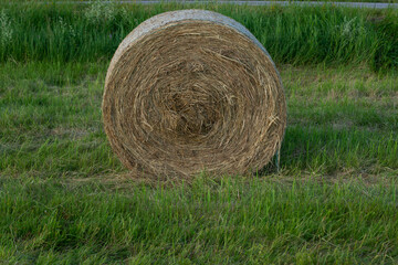 A haystack left in a field after harvesting grain crops. Harvesting straw for animal feed. End of the harvest season. Round bales of hay are scattered across the farmer's field.