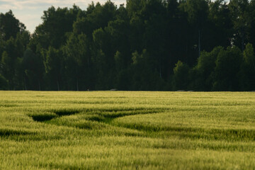 countryside fields in summer with forests in background and clouds above in dramatic sunset