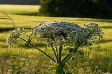 cow parsnip (Heracleum sosnowsky) field in bright sunset light in summer