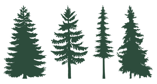 Silhouette 5 Pine Tree Silhouette Drawing (PNG Transparent) | OnlyGFX.com |  ShopLook