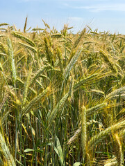 Background of a beautiful field with ripening rye. Rye close-up with copyspace