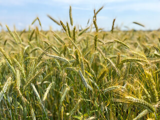Background of a beautiful field with ripening rye. Rye close-up with copyspace