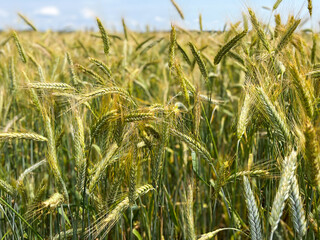 Background of a beautiful field with ripening rye. Rye close-up with copyspace