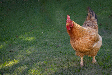 animal welfare in chicken farming