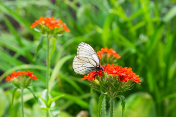 White hawthorn butterfly sits on a red flower in the garden in summer