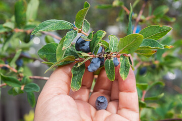A woman harvests blue fresh berries in the garden. Harvesting honeysuckle in summer