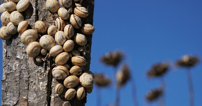 Theba pisana, also named, white garden snail, sand hill snail, white Italian snail, Mediterranean coastal snail, Mediterranean snail