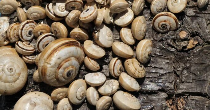 Theba pisana, also named, white garden snail, sand hill snail, white Italian snail, Mediterranean coastal snail, Mediterranean snail