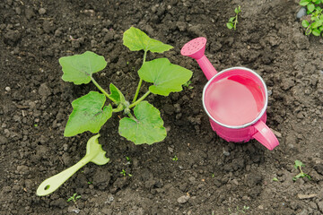 In summer, the pumpkin in the garden in the garden needs weeding and watering. Zucchini in the garden weed and watered