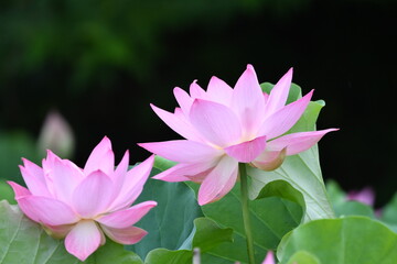 星名池の美しい蓮の花