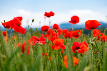 Fototapeta na wymiar Papaver rhoeas or common poppy, red poppy is an annual herbaceous flowering plant in the poppy family, Papaveraceae, with red petals. Frog perspective with blue sky and translucent red flowers.