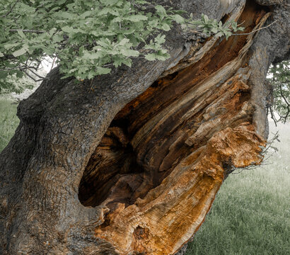 Winter Strom Damage To English Oak Tree, Alderly Edge, Cheshire, UK