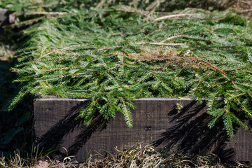 Obraz premium Garden bed covered with spruce branches to protect plants from frost in winter season