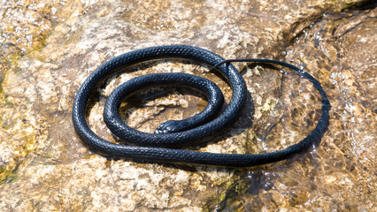 The snake lies basking wet stones near the water.