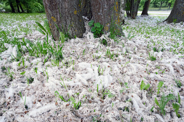 Poplar fluff on city park lawn. Spring allergen concept