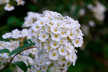 Spiraea ornamental shrub in family Rosaceae known as meadowsweets or steeplebushes. White spring garden flowers. Selective focus