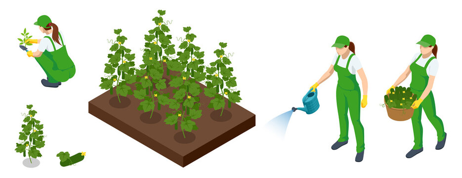 Isometric Agricultural cultivation of green cucumbers on the farm or in the field. Farmers grow green cucumbers and harvest. Harvesting cucumbers in the field