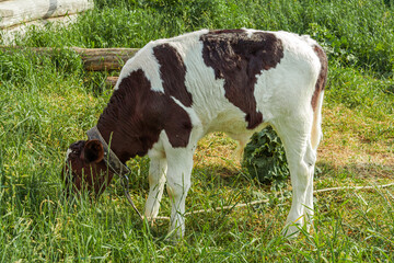 Naklejka na ściany i meble Beautiful cow, bull on a home farm.The calf eats grass. Animal husbandry, household management, the concept of organic agriculture. Close-up.for milk production. 