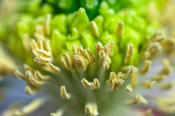 Macro shot of poppy flower, close-up of poppy head, with pollen and immature poppy capsule inside