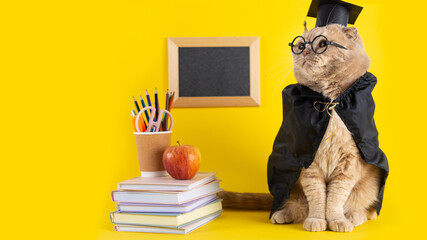 Happy Teacher's Day poster. Funny cat student on yellow background looking at copy space. Greeting...