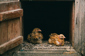 chicken in the henhouse. Farm life