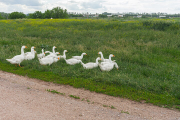 White domestic geese. Goose in the meadow. Animal husbandry, household management, the concept of organic agriculture. Close-up
