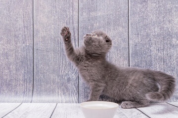 Very young brown Scottish Fold kitten sits on wooden surface, looks and pulls one leg up. Tries to get something.